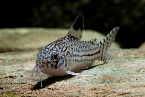 Pesci Corydoras che setacciano la sabbia fine