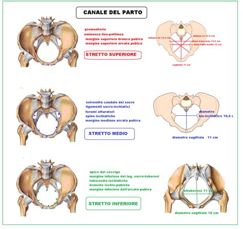 diagramma dei diametri della testa fetale e del meccanismo di flessione