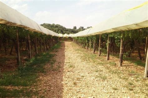 vigneto panoramica sistemi allevamento