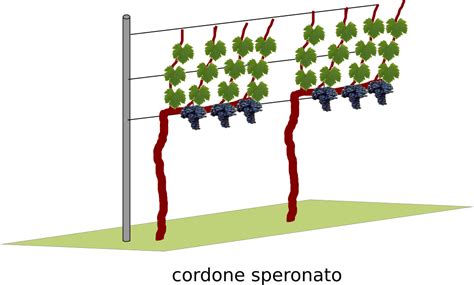 schema allevamento a spalliera vigneto