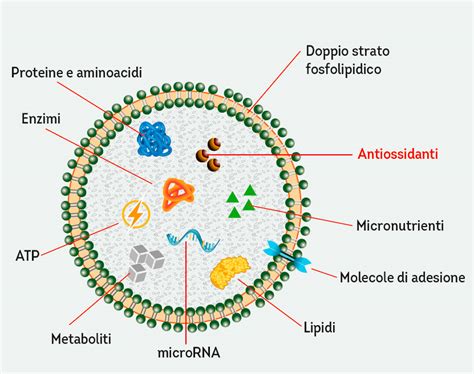 Infografica sulla composizione e funzione degli esosomi