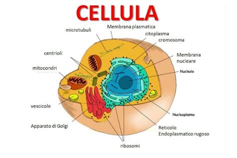 Immagine stilizzata che mostra la formazione e il rilascio di esosomi da una cellula malata
