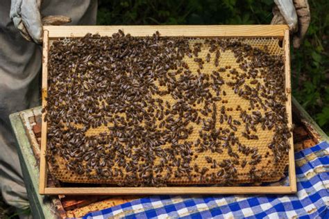 Dettaglio di un telaio con covata giovane