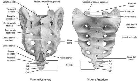 Illustrazione della posa del ponte supportato con cuscino sotto l'osso sacro