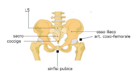 schema del bacino femminile sottoposto a misurazione radiologica