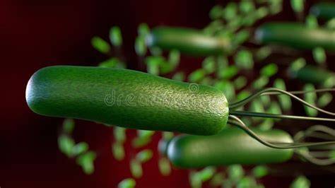 Immagine di Helicobacter pylori