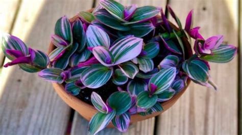 Tradescantia Nanouk foglie colorate