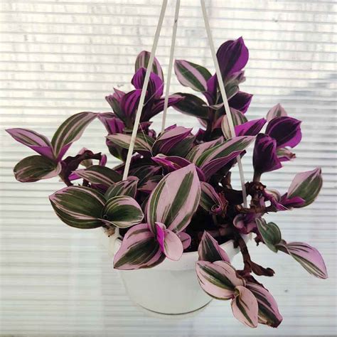 Vasi con piante di Tradescantia Nanouk
