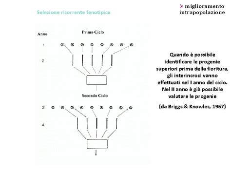 diagramma che illustra il processo di selezione fenotipica