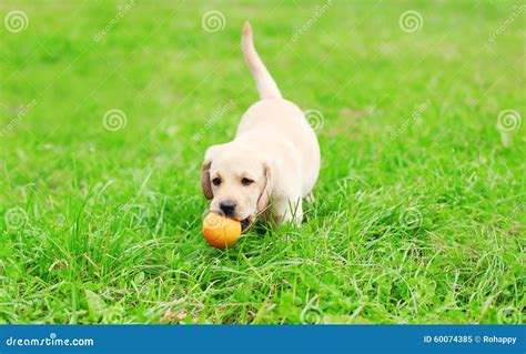 cucciolo di labrador che gioca in giardino