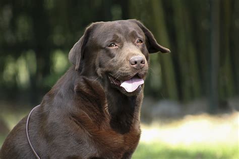 dettaglio del muso di un labrador con sguardo intelligente