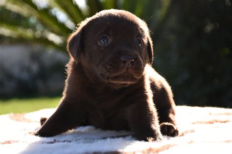 cucciolo di labrador con il suo proprietario