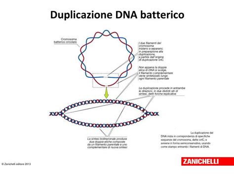 rappresentazione strutturale del metronidazolo e sua interazione con il DNA batterico