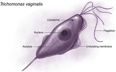 diagramma che illustra il ciclo di infezione del Trichomonas vaginalis e il sito d'azione del Flagyl