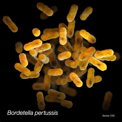 rappresentazione microscopica del batterio Bordetella pertussis