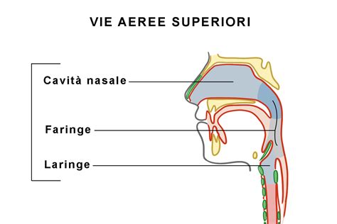 Anatomia del naso e delle vie aeree superiori
