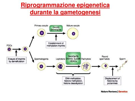 diagramma delle ondate di riprogrammazione epigenetica dalla gametogenesi allo sviluppo embrionale precoce