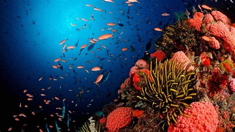 Barriera corallina piena di vita colorata