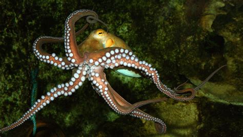 Primo piano di un polipo di corallo con tentacoli estesi