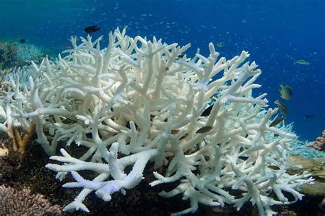 Corallo sbiancato che mostra la perdita di colore