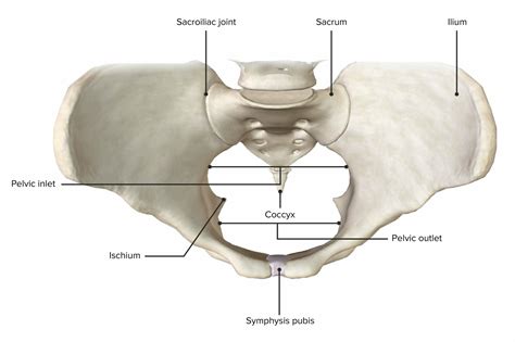 rappresentazione anatomica semplificata dell'area pelvica femminile