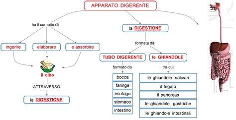 Diagramma evoluzione apparato digerente