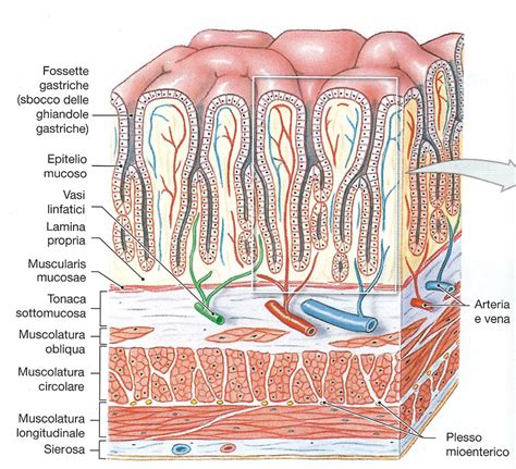 Istologia parete gastrica