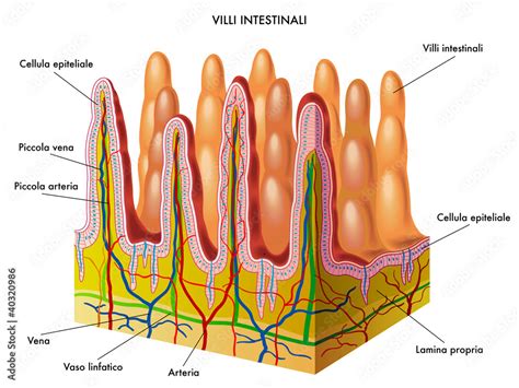 Villi intestinali con microvilli