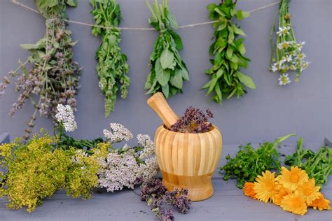 Piante usate nella medicina popolare