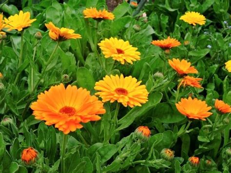 Fiori di calendula