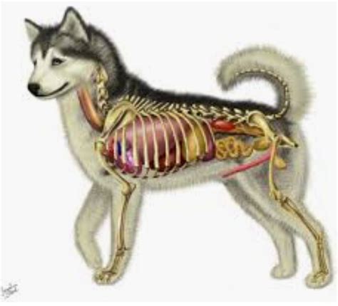 Siberian Husky anatomy illustration