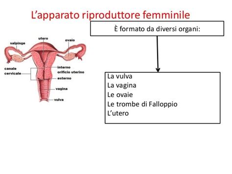 schema anatomico dell'apparato riproduttore femminile con indicazione dei siti di ostruzione