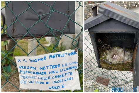 coniglia con la sua nidiata nella cassetta nido