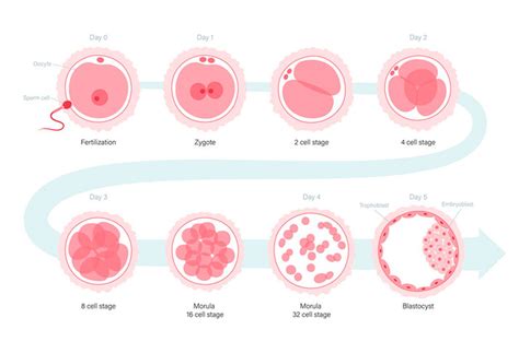 Schema di un embrione che si impianta nell'endometrio