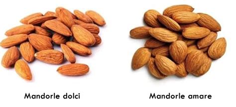 Differenza tra olio di mandorle dolci e amare