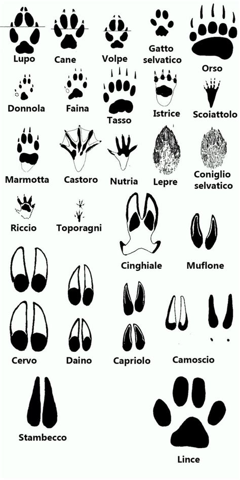 Diverse impronte di zampe di animali