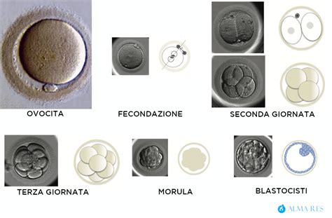 Microscopio elettronico che mostra lo sviluppo di un embrione