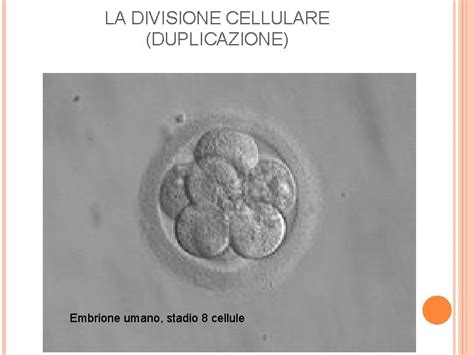 Diagramma della divisione cellulare in un embrione