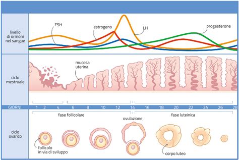 schema del ciclo ovarico e follicolare