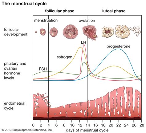 Hormonal changes during the menstrual cycle leading to ovulation