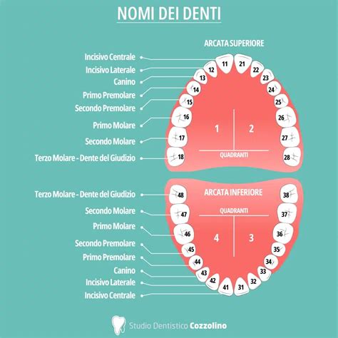 illustrazione ravvicinata della pettinella chicco con dettagli sui denti arrotondati