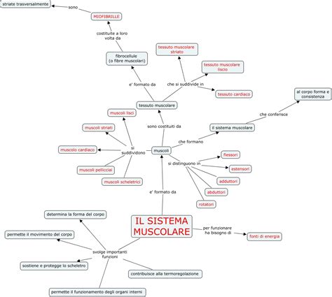 diagramma esplicativo del sistema muscolare pelvico e della sua interazione con il core durante la gravidanza