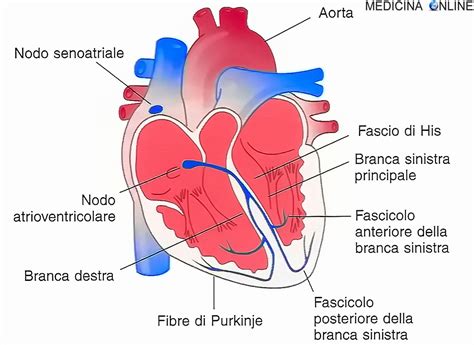 rappresentazione schematica del sistema elettrico cardiaco e dell'insorgenza della fibrillazione ventricolare