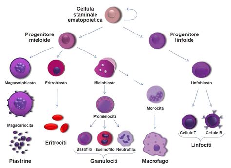 Differenziazione delle cellule staminali emopoietiche