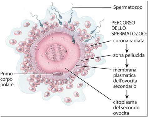 Ovocita decumulato con corpuscolo polare