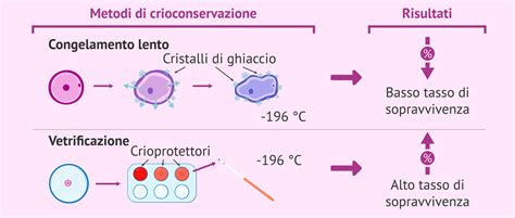 Processo di vitrificazione ovocitaria