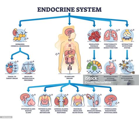 Diagramma funzioni culla trasformabile
