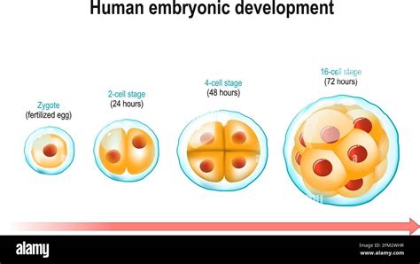 Zygote formation and early cell division
