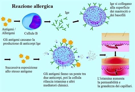 Sistema immunitario e reazione allergica
