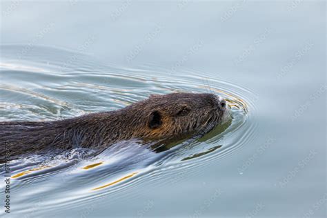 Nutria che nuota in un fiume